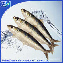 Good quality chinese canned sardines for cannery factory